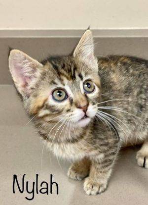 NYLAH