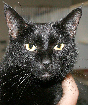 KODA