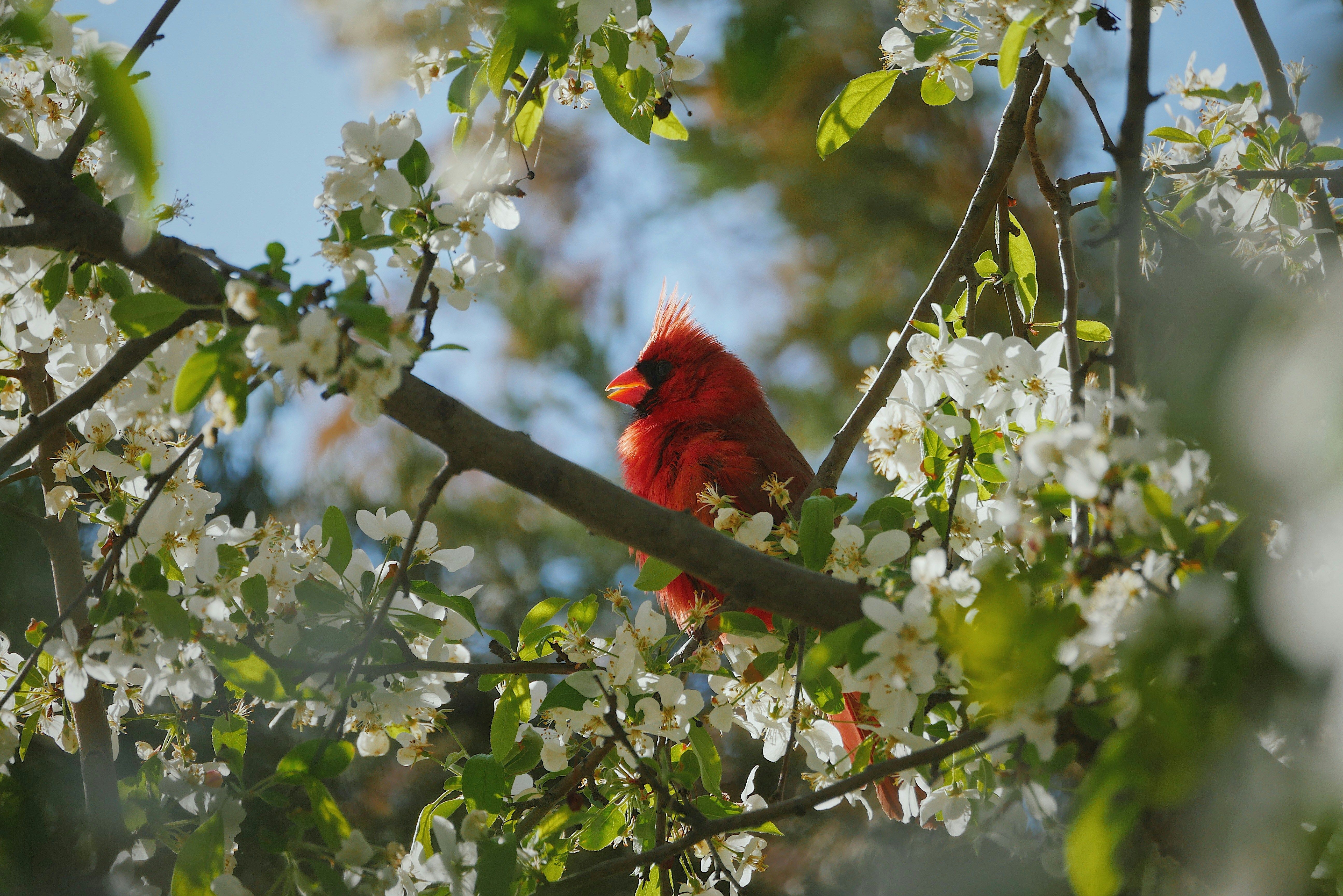 Bright red cardinal bird sitting on a branch in a flowered tree.