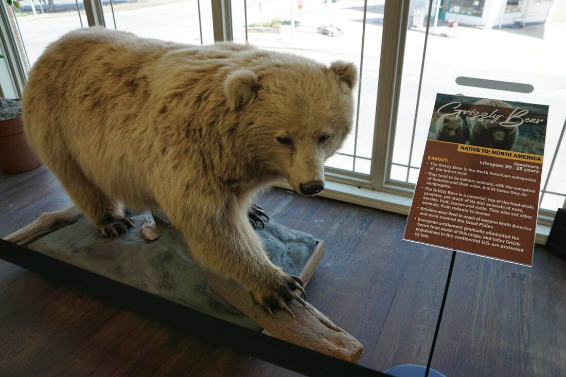 Taxidermy grizzly bear at Lattimore Collection, General Tommy Franks Museum