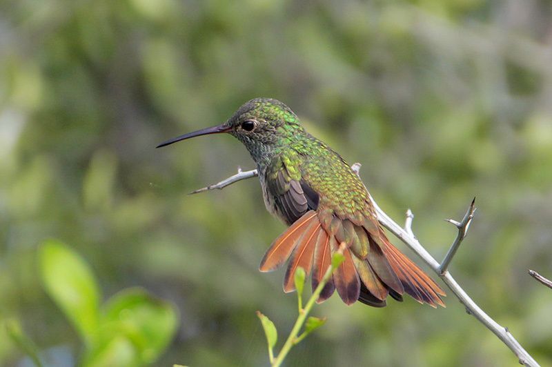 Buff-bellied Hummingbird