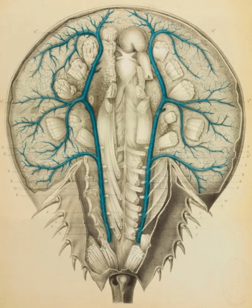 diagram of a horseshoe crab showing blue blood in its veins