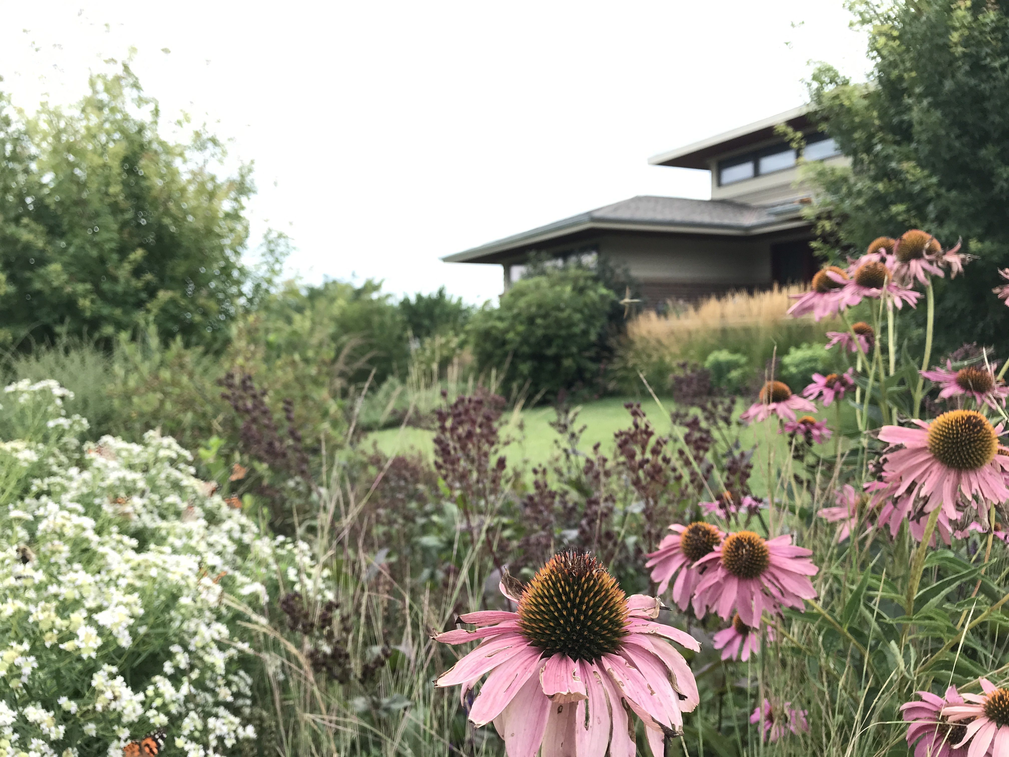 Plant native perennials and grasses and minimize lawn to create a more drought-tolerant yard. 