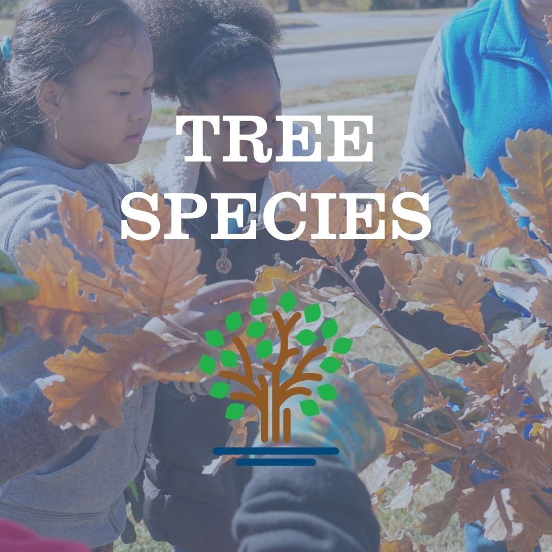 Tree Species List