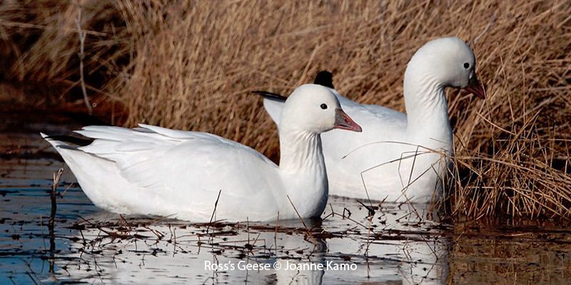 Ross's Geese