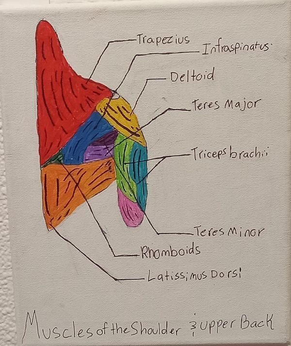 "Muscles of the Shoulders & Upper Back" by Anneka M. Adams