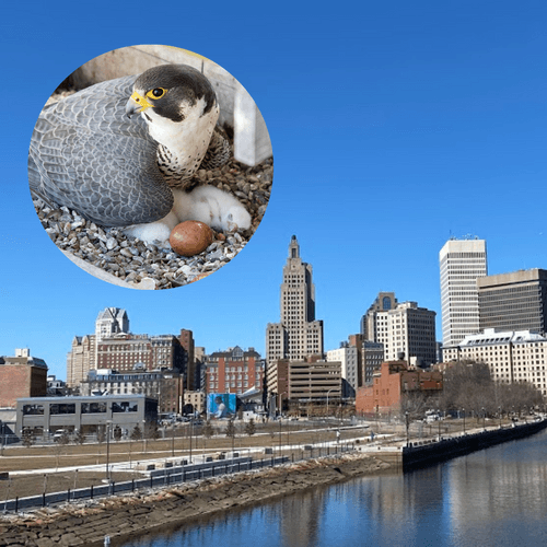 Providence skyline and Providence Peregrines