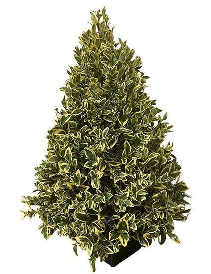  15” Oregonia Mini Tree