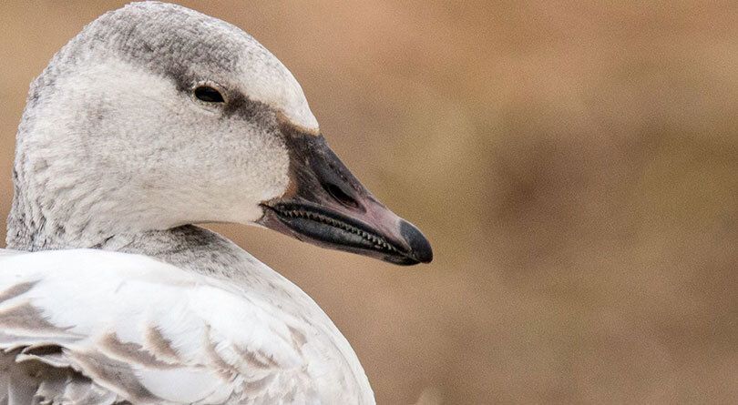 Snow goose