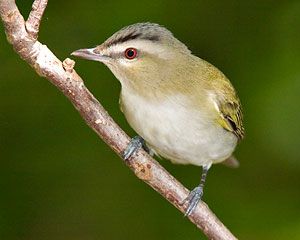 Red-eyed Vireo