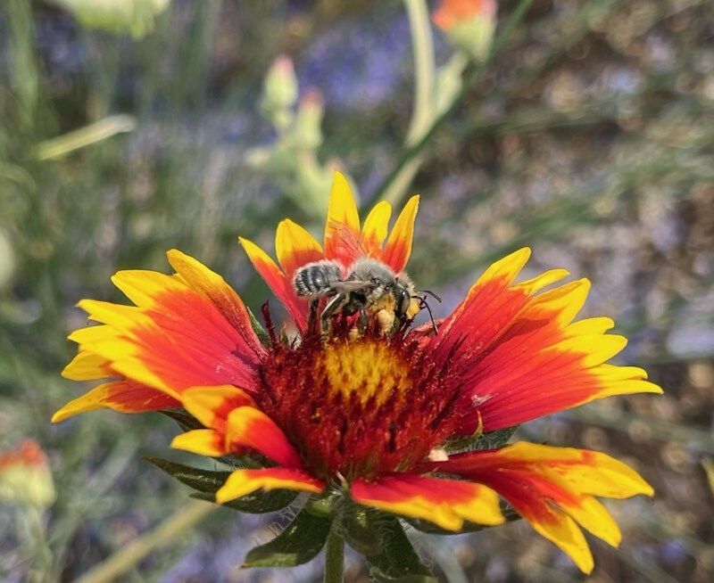 A native bee pollinates a bright red and gold blanket flower