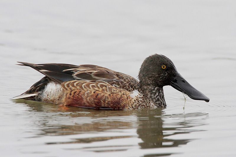 Northern Shoveler (nonbreeding male)