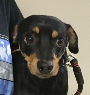 ROCKIE