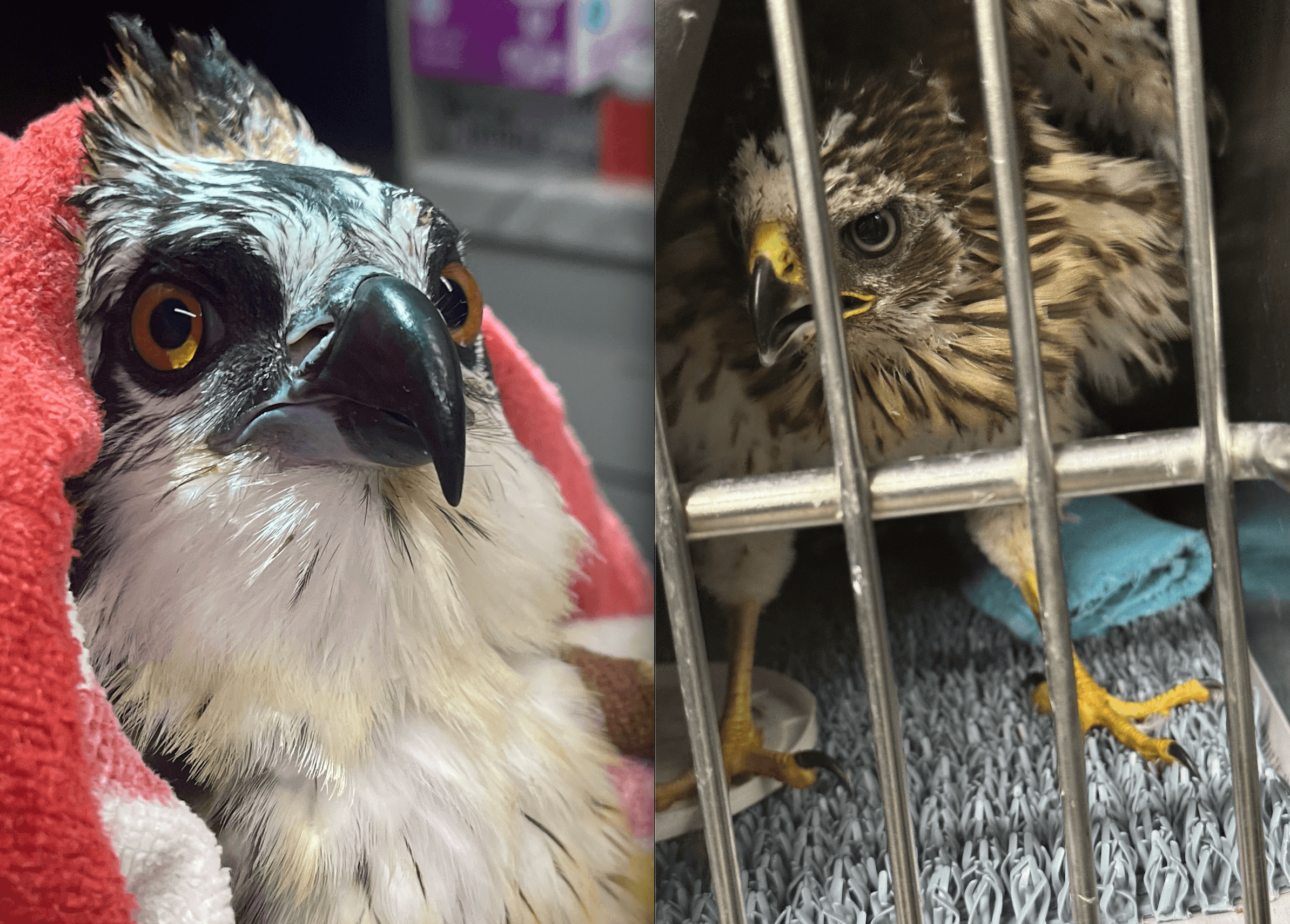 Osprey on left wrapped in towel, Cooper's hawk in kennel on right.