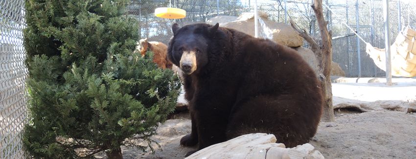 Beary Merry Christmas : Events Calendar for Southwest Wildlife Conservation  Center Scottsdale Arizona