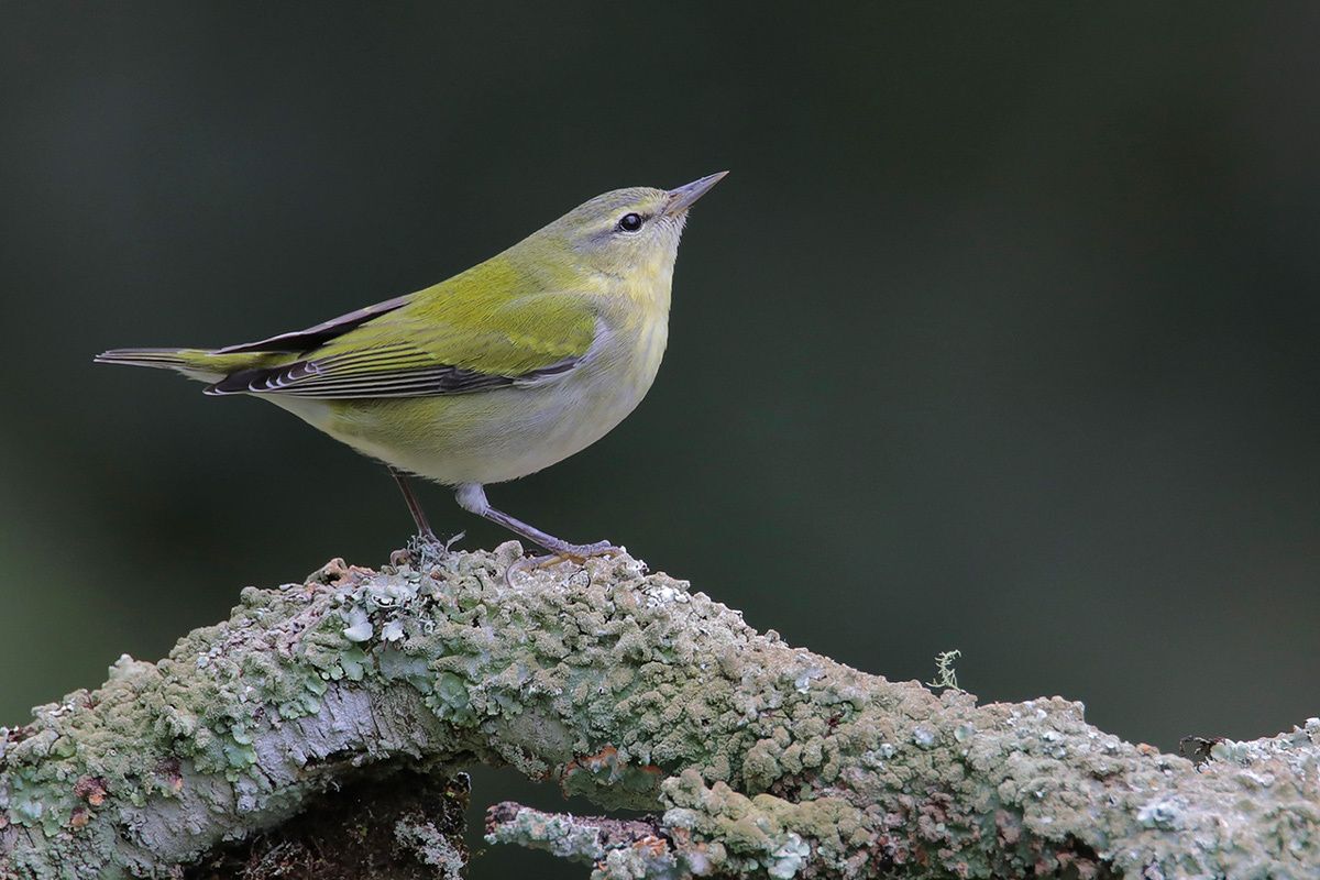 Tennessee Warbler (male)