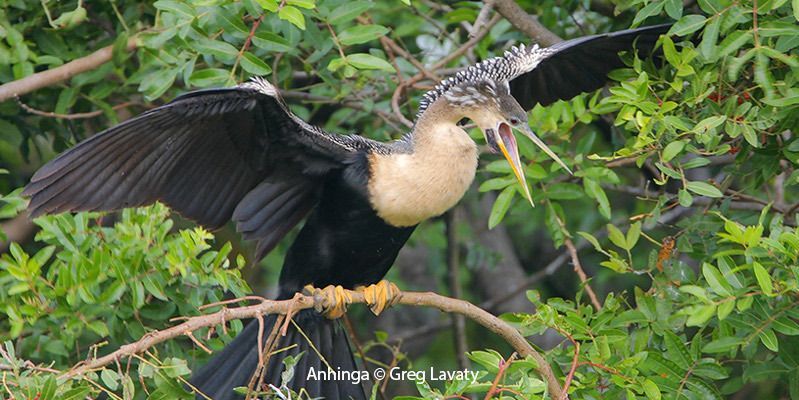 Anhinga