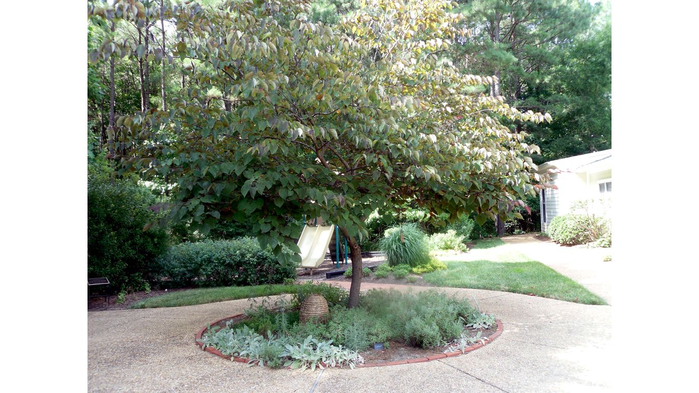 Silver-leafed Garden 1