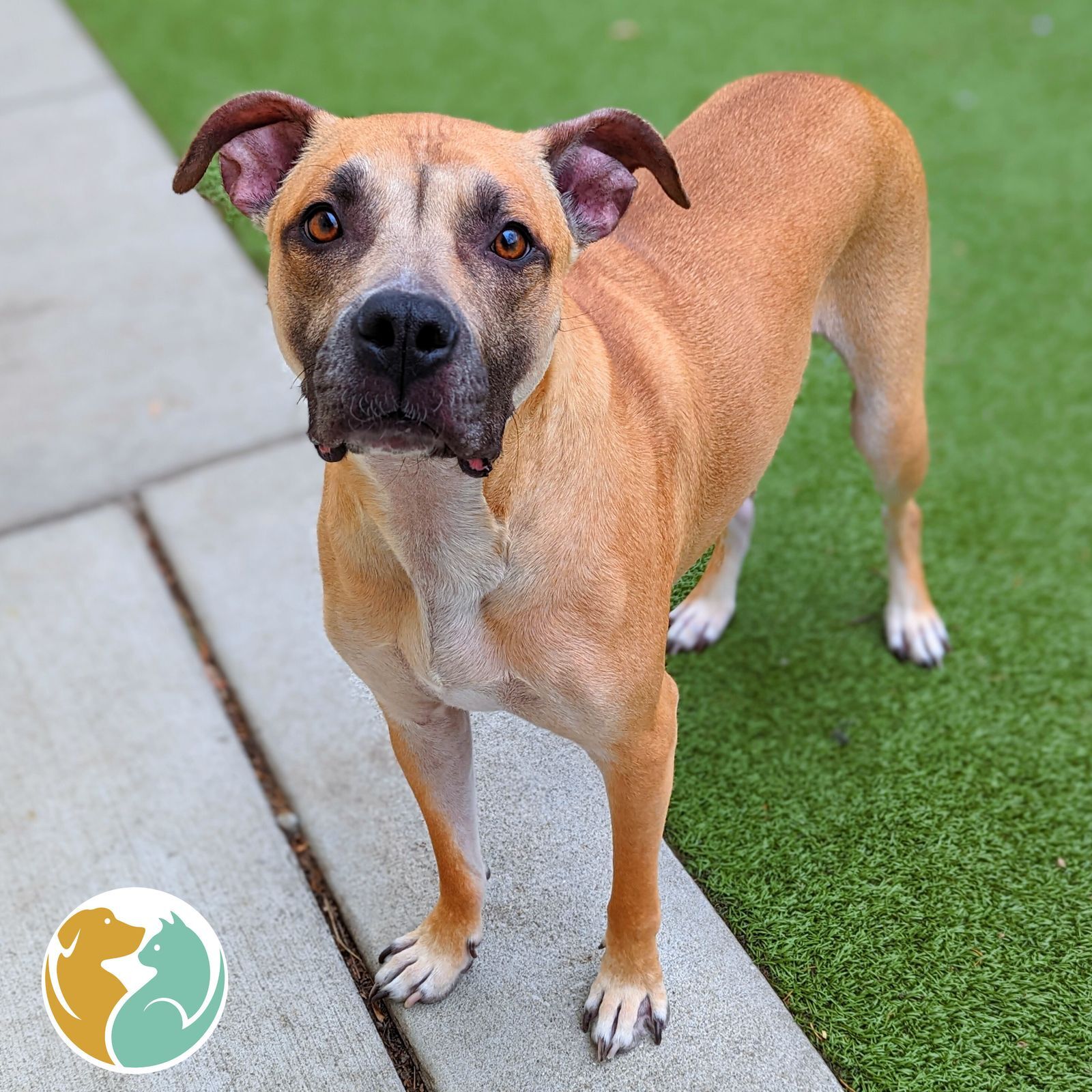 Dogs & Puppies Adopt Toledo Animal Rescue