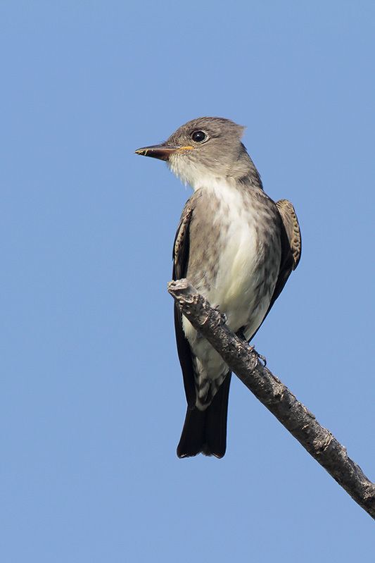 Olive-sided Flycatcher 