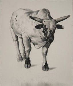 Bull Series #8 (Cody)