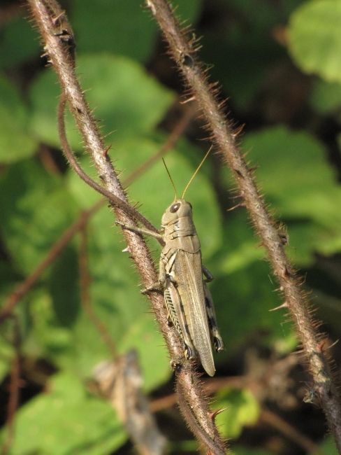A tan grasshopper with short antennae clinging to a thorny stem.