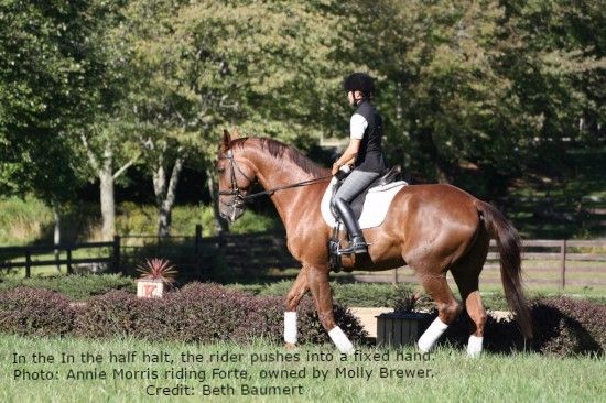 Beth Baumert: "The Joy of a Balanced Horse"