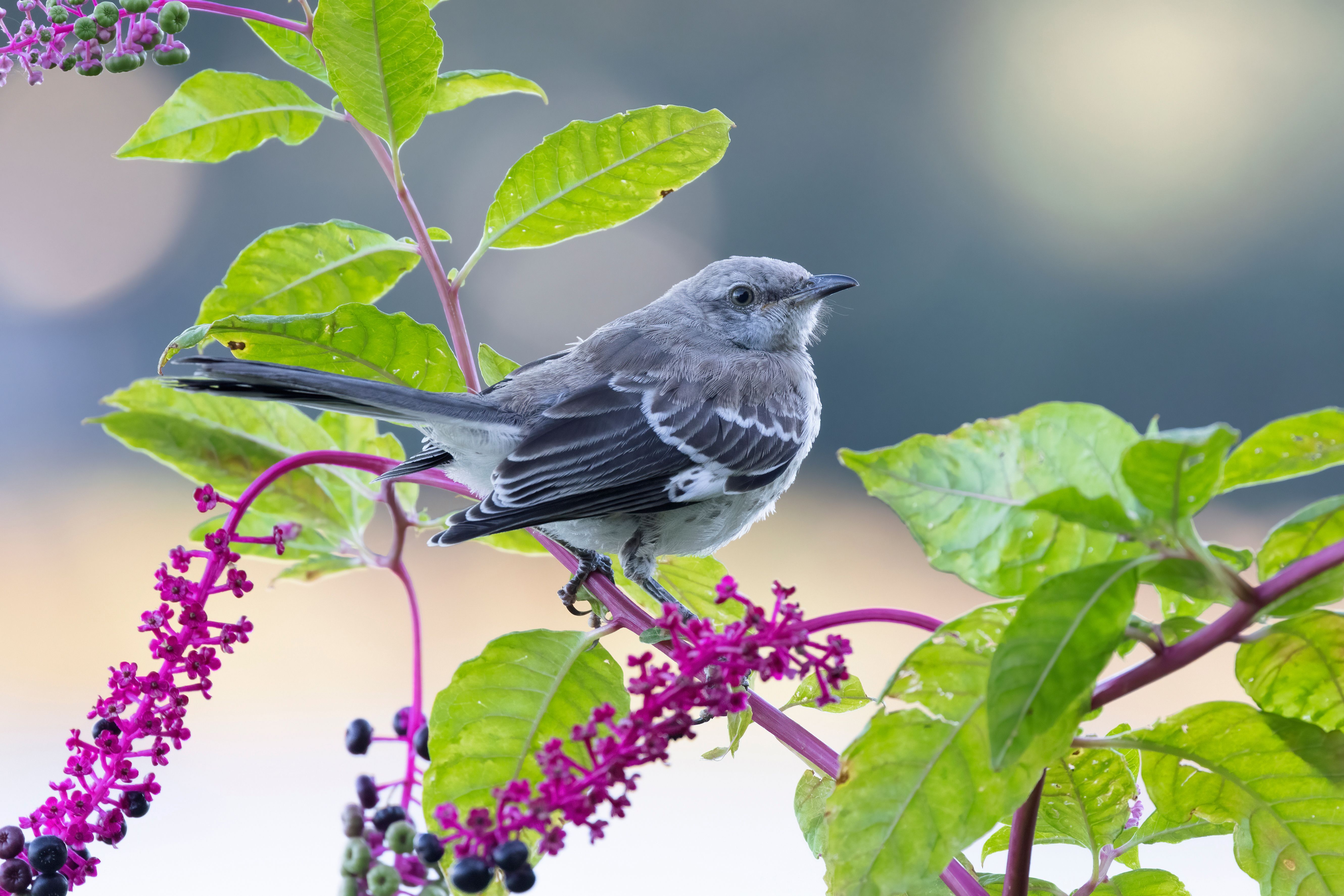 Northern Mocking Bird on Pokeweed by Ryan McAssey