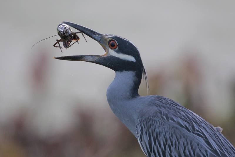 Yellow-crowned Night-Heron | Bird Gallery | Houston Audubon