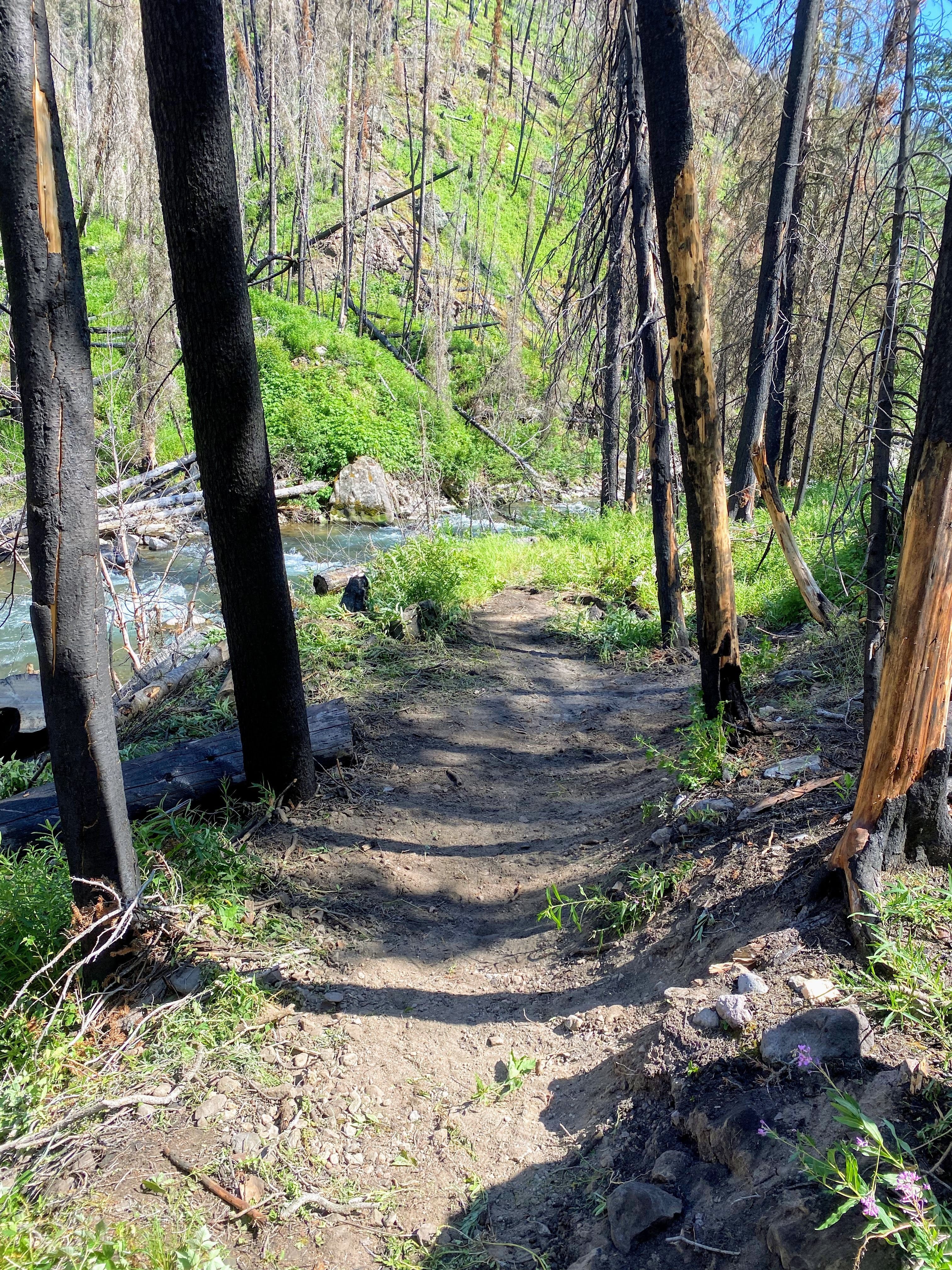 A view down a recently cleared trail, with a creek in the distance.