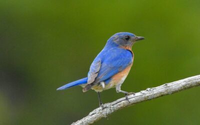 What Bird Will Use a Mountain Bluebird House: Discover Top Visitors