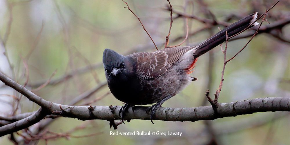 Red-vented Bulbul