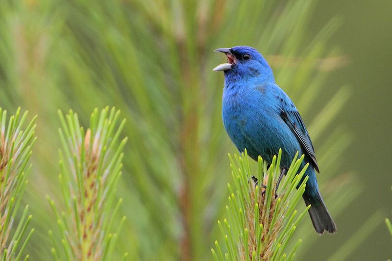 indigo bunting male