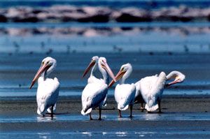 American White Pelicans