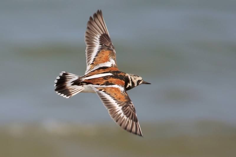 Ruddy Turnstone