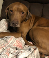 Buster - ADOPTED