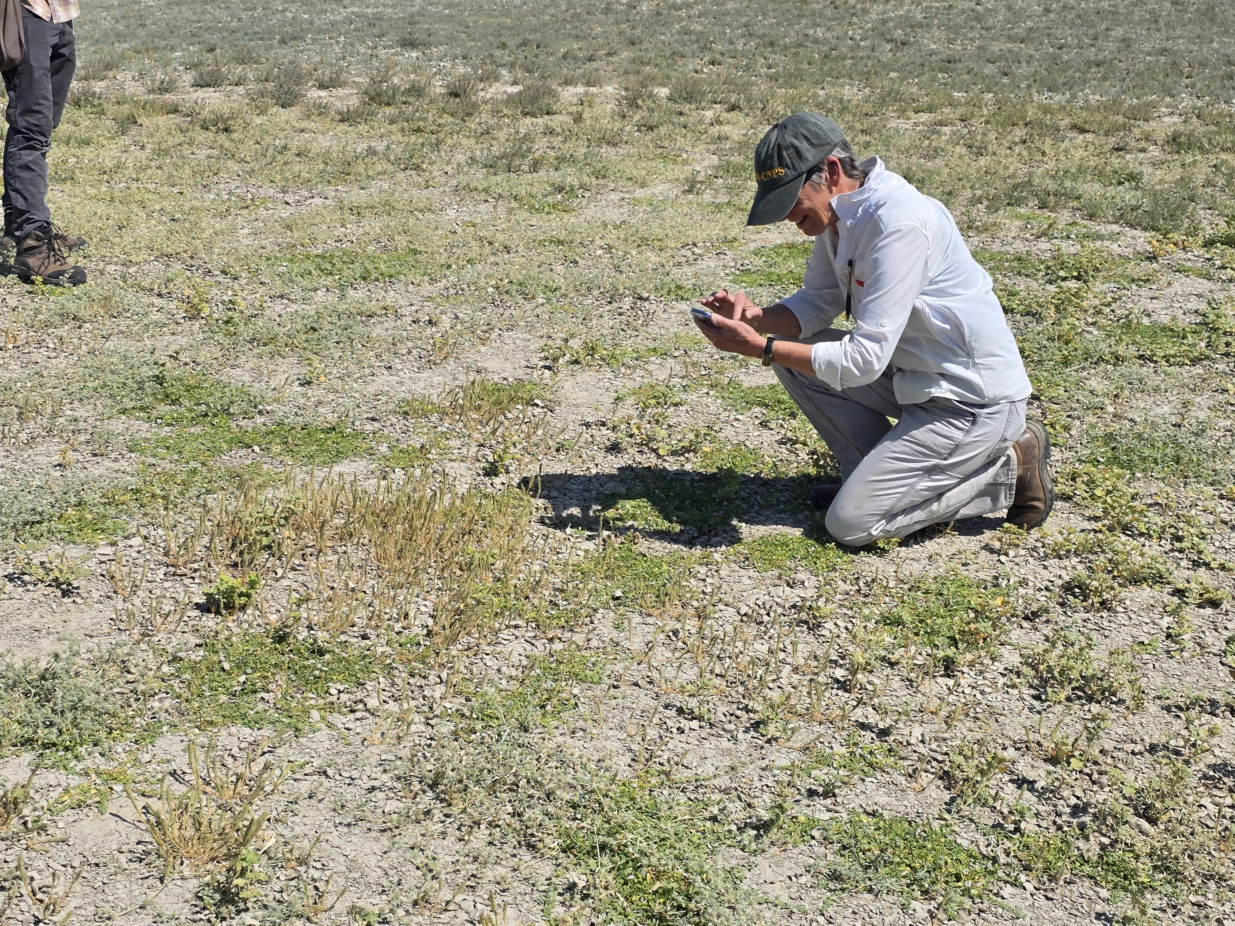 Solano Grass Count Yields Record Numbers