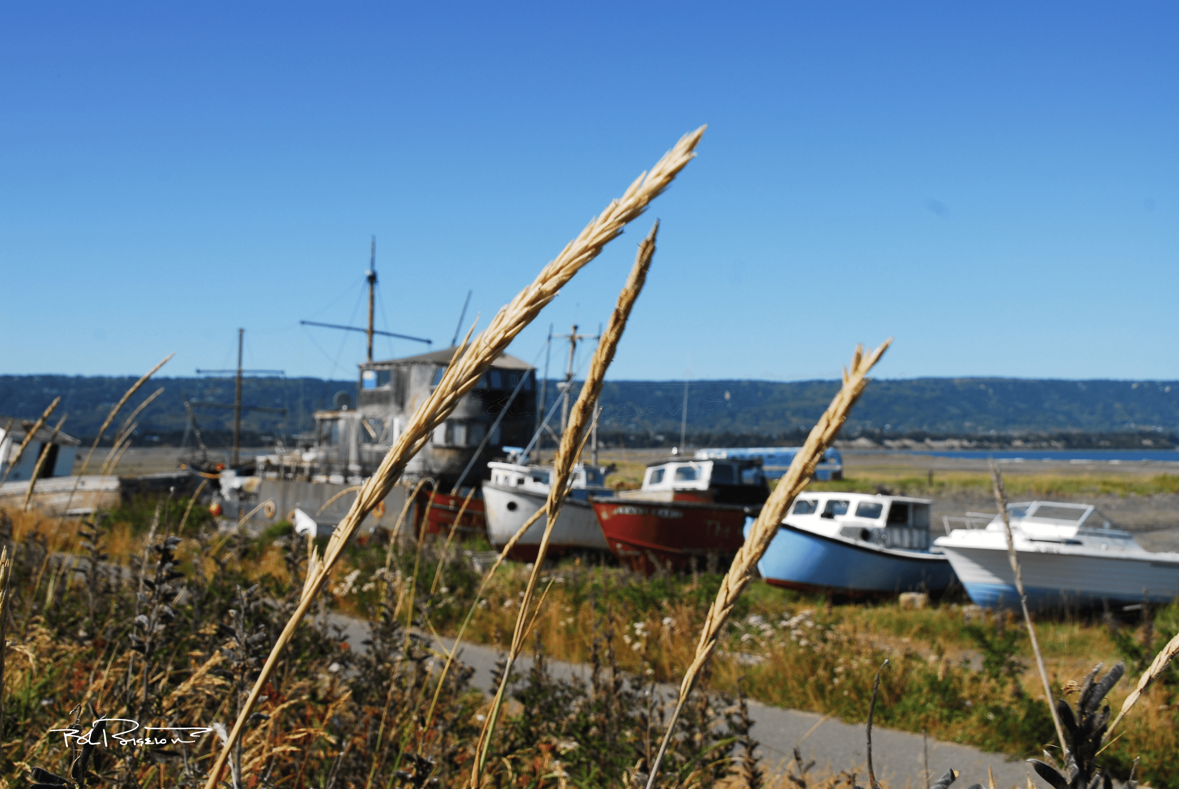 Homer, Alaska 2 Grasses