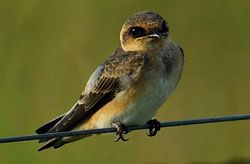 Cliff Swallow