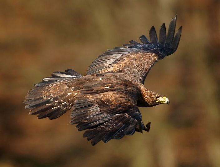 golden eagle images