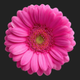 pink gerbera