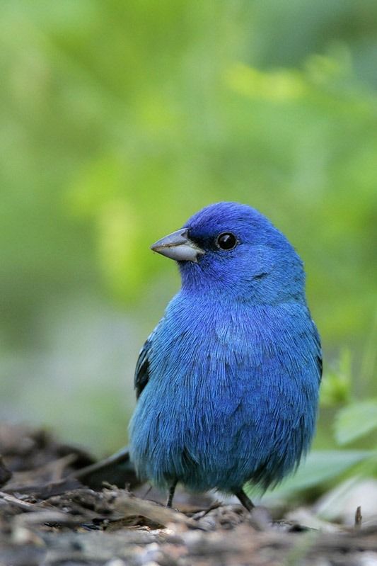 blue indigo bird