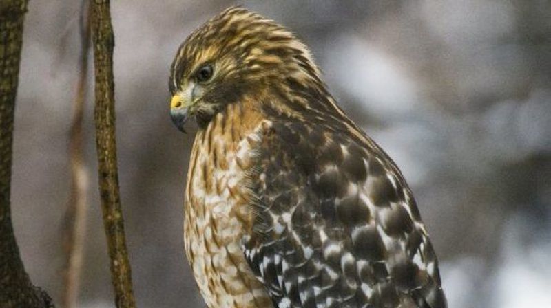 There’s a Hawk in My Garage!