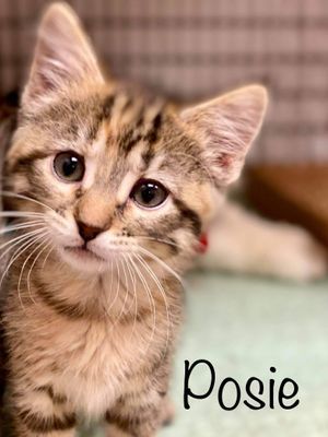 POSIE