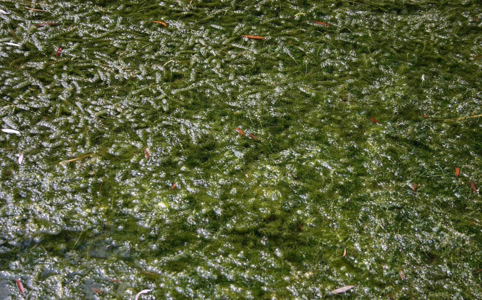 Hydrilla