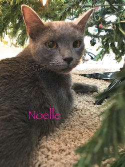 Noelle 22419