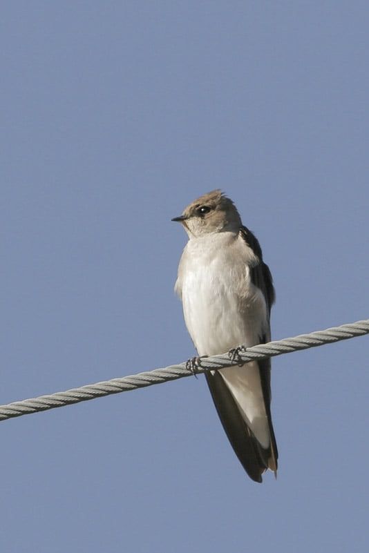 Northern Rough-winged Swallow