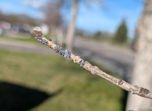 April 7, 2026 Pest Alert Message