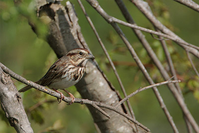 Song Sparrow