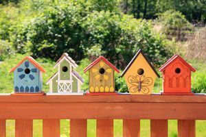 Paint a Bird House
